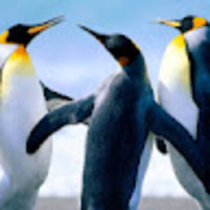 Meet your Posher, Waxwing